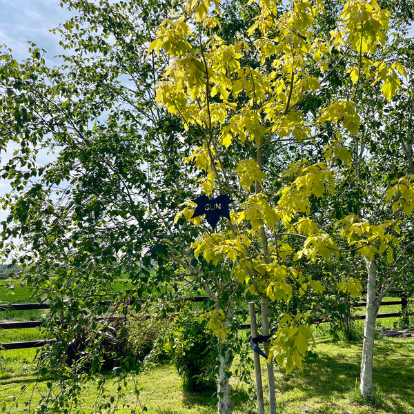 'Sun' Metal Art Maple Leaf Mobile