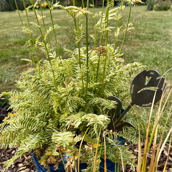 Single Rose Stem Everlasting Flower Stem